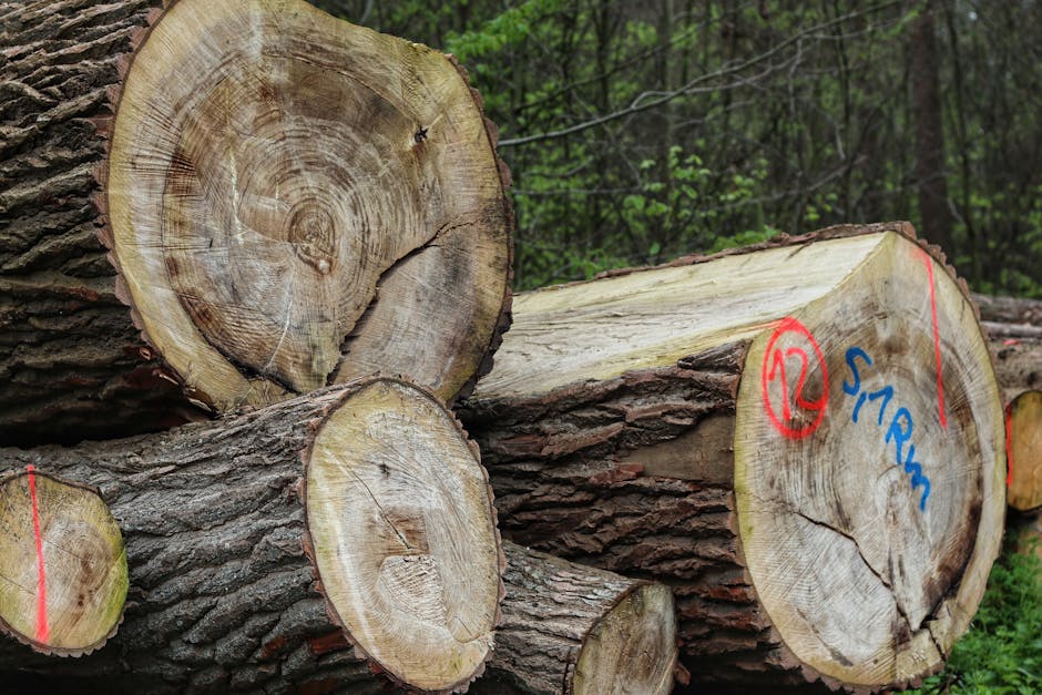 4 : img_2 - Large tree log with number 12 written in red marking representing the organic roots of our content